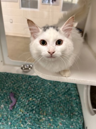 photo of Scout