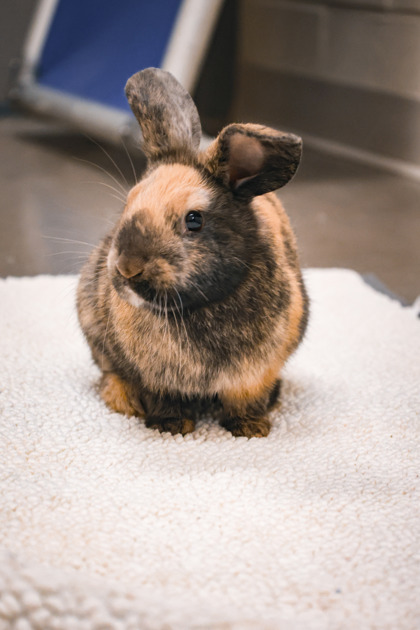 photo of Hoppleston Rabbit