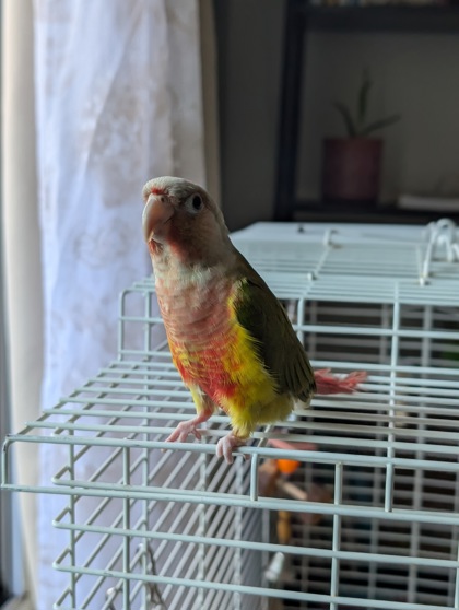 photo of Mango