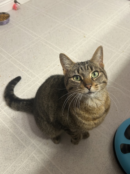 photo of Piper