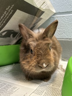 photo of Scout