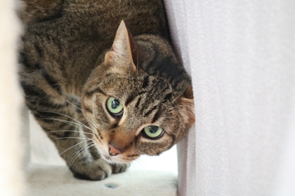 photo of Piper (Bonded with Cruz)