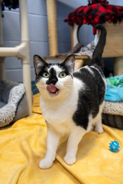 photo of Tia (Bonded with Tamira)