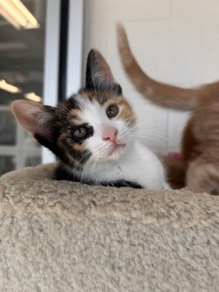 photo of Arya