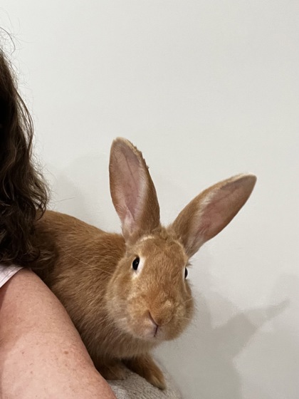 photo of Taco
