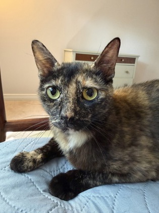 photo of Plum