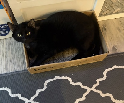 photo of Luna