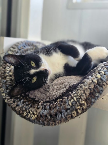 photo of Boo