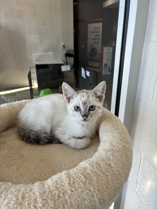 photo of Stella