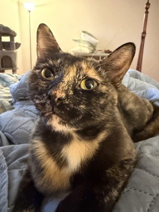 photo of Plum