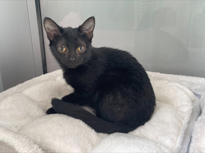 photo of Shadow (Bonded with Pepper)