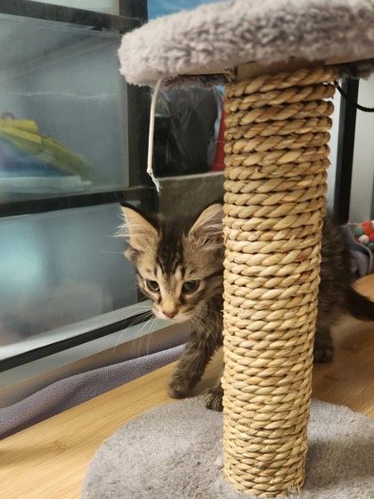 photo of Kai
