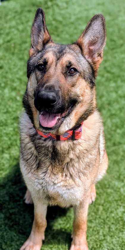 photo of Luna