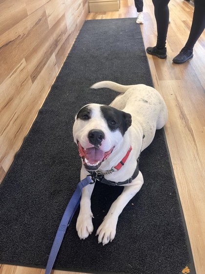 photo of Rosco