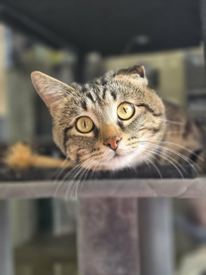 photo of Arby