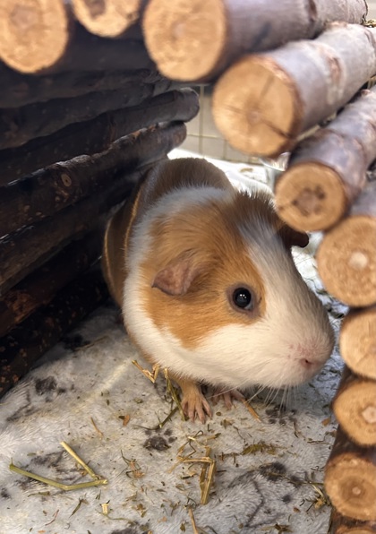 photo of Ginger (Bonded with Jack)