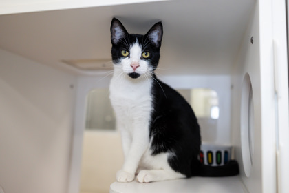 photo of Oreo