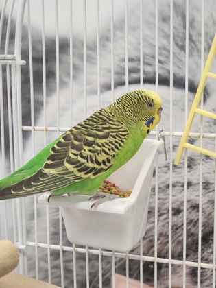 photo of Tamarind