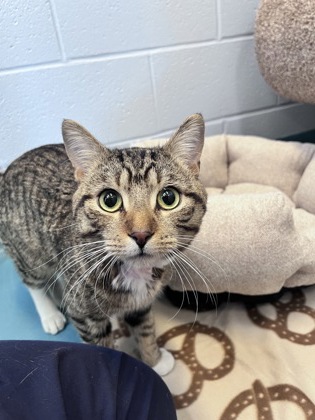 photo of Pedro The Third