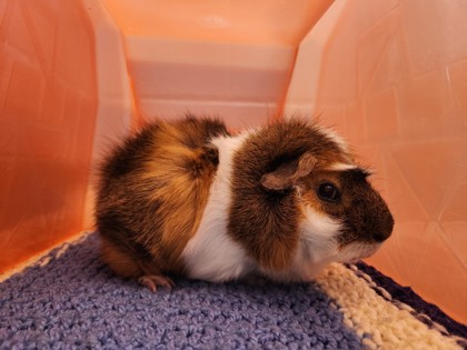 photo of Toot (Bonded with Puddle)