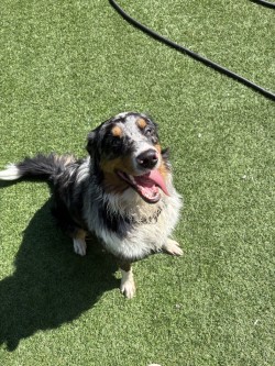 photo of Zorro