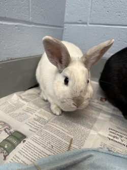 photo of Mira (Bonded with Shira)