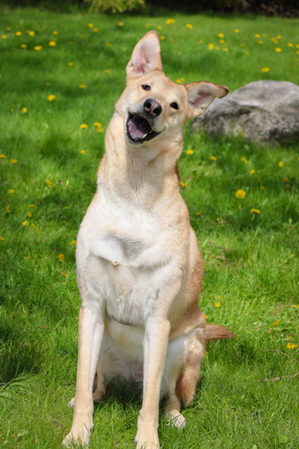 photo of Meeko