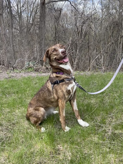 photo of Caramel