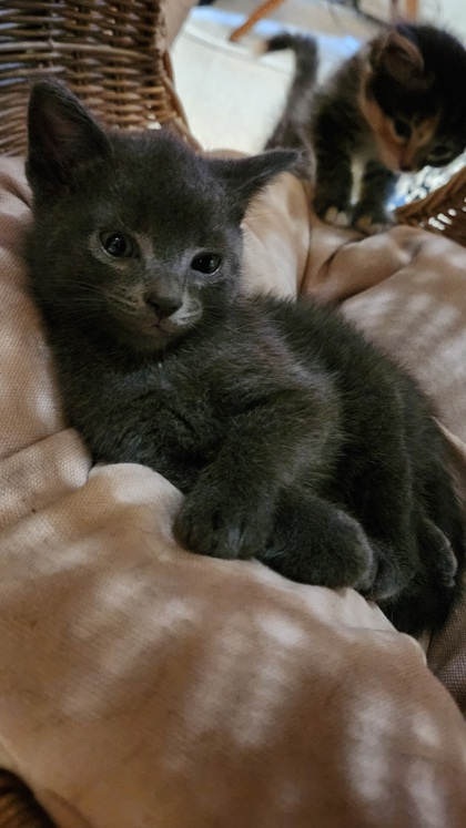 photo of Ash