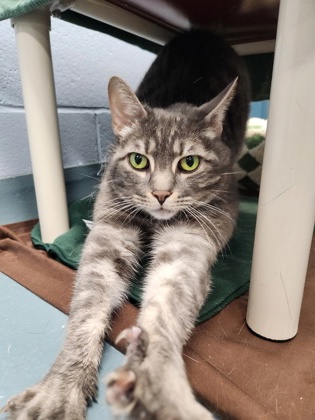 photo of Atlas