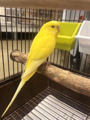 photo of Saffron