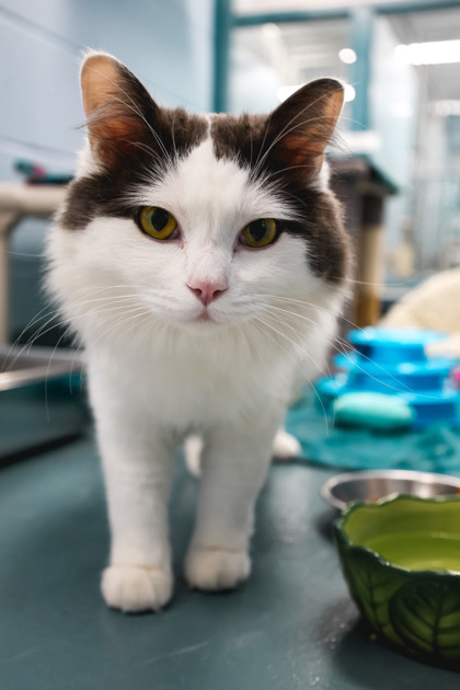 photo of Sprinkles