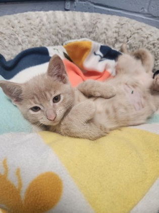 photo of Atlas