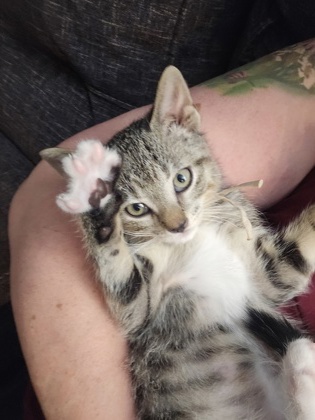 photo of Stripey