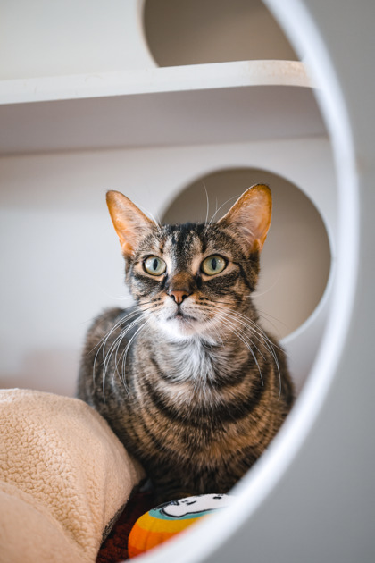photo of Kiwi