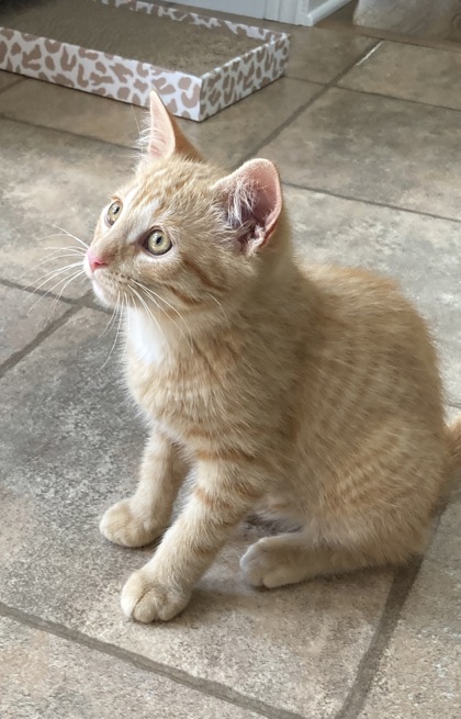 photo of Astro