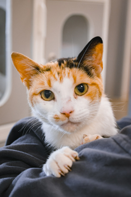 photo of Hazel