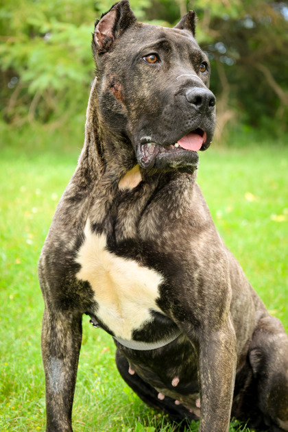photo of Kuma