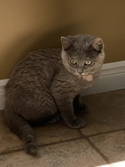 photo of Lola