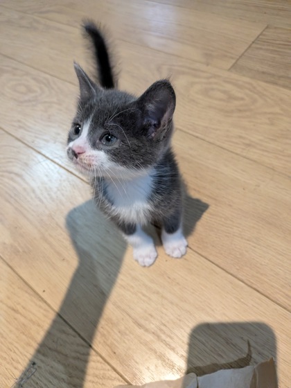 photo of Ranger