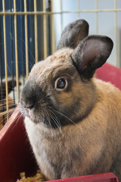 photo of Chewy
