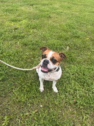 photo of Honey