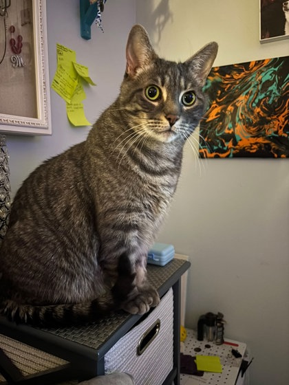 photo of Atlas