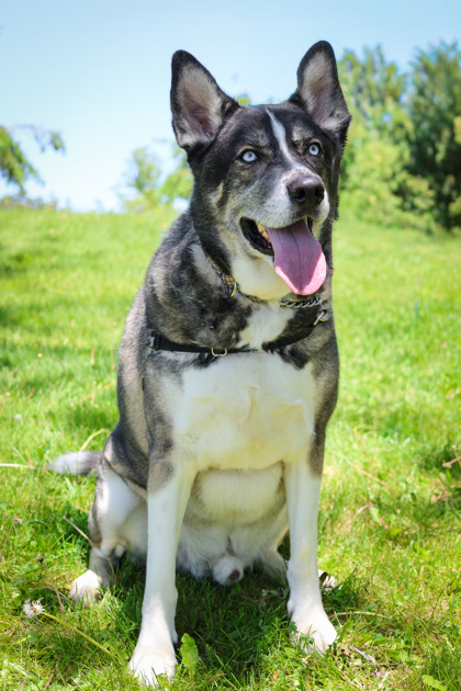 photo of Whiskey