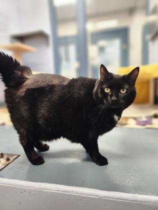 photo of Circe