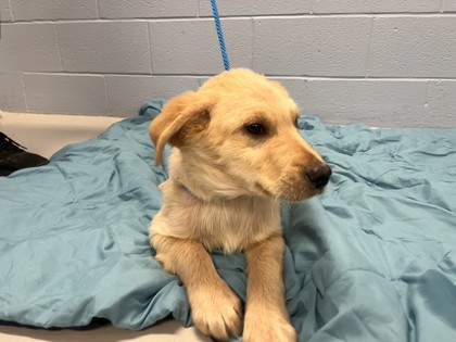 photo of Cheese Whiz