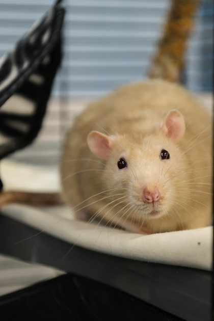 photo of Flapjack