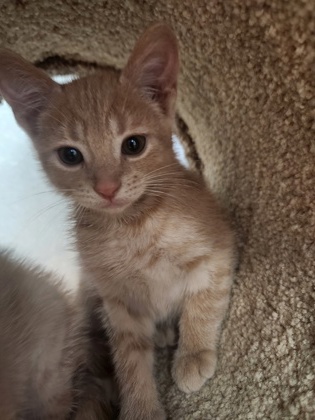 photo of Scout