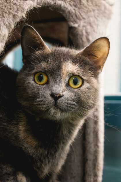 photo of Petunia