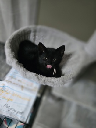 photo of Shadow